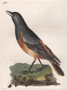 957 Sharp-tailed Warbler